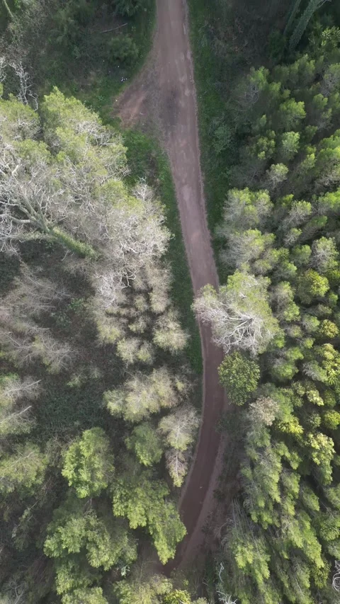 View of a forest Stock Footage 299131868