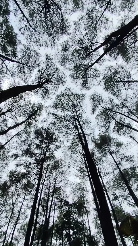 View of the forest Stock Footage 306745833