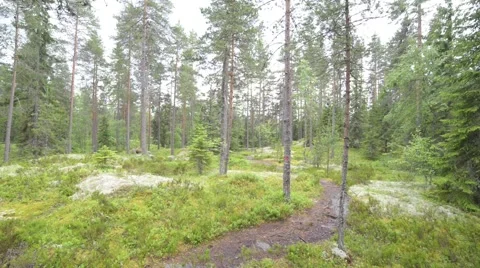 A view of forest with a footpath Stock Footage 55677135