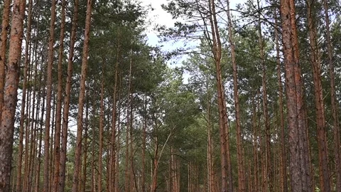 View of the Forest in Germany. pine trees in the forest Stock Footage 302899857