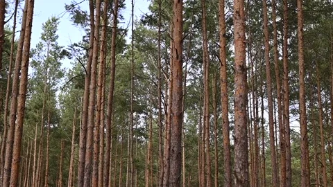 View of the Forest in Germany. pine trees in the forest Stock Footage 302899863