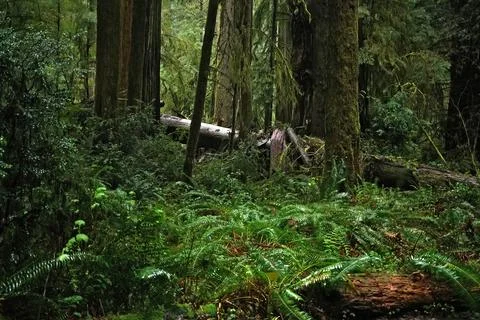 View on the forest at the Grayback campground , Siskiyou National forest Stock-Fotos