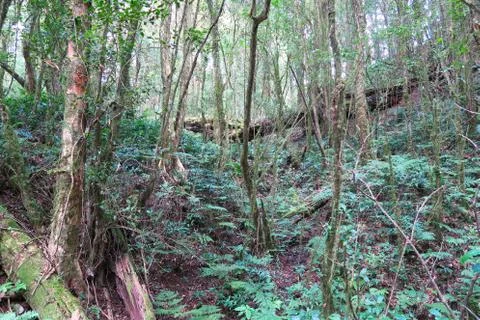 View into the forest, highest top Stock Photos