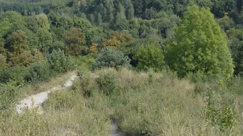 View of the forest from the hill Stock Footage 22750664