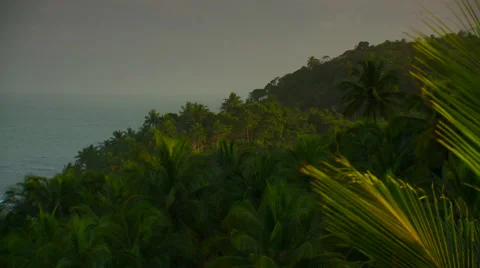 View of forest on hill Video stock 57814748