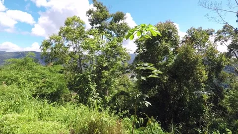 View of the forest on the hill, highlands of Borneo, Malaysia Stock Footage 144036345