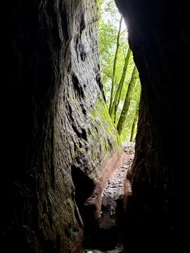 View of the forest from inside the cave Fotos de archivo