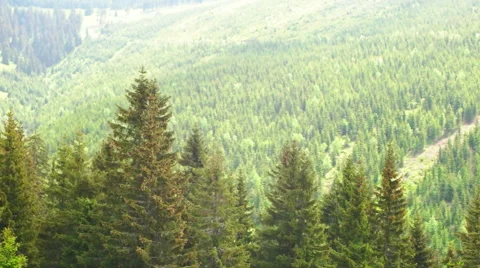 View at the Forest in the Krkonose National Park Stock Footage 64073676