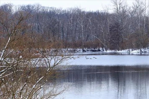 View of a forest lake at the beginning of winter Stock Photos