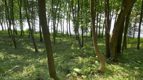 View from the forest to the lake Stock Footage 248563267