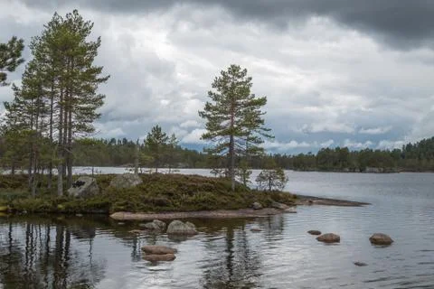 View at the forest lake Foto stock