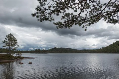 View at the forest lake Stock Photos