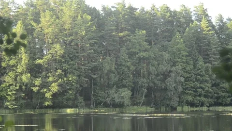 View to the forest lake with some trees on the side Stock Footage 144405249