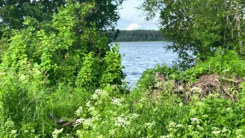 View of a forest lake surrounded by trees on a sunny summer day Stock Footage 227510768
