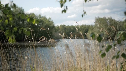 View of the forest lake through the stalks of dry grass on the shore Stock Footage 108965162