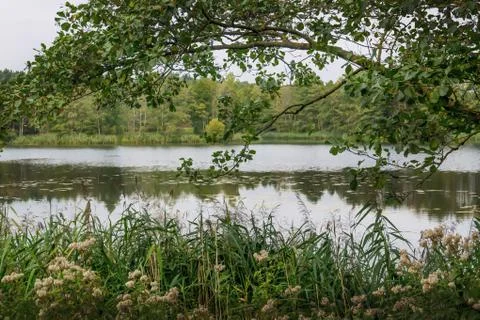 View of the forest lake through tree branches Stock Photos