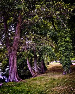 View into the forest by the lake on the trees. Foto stock