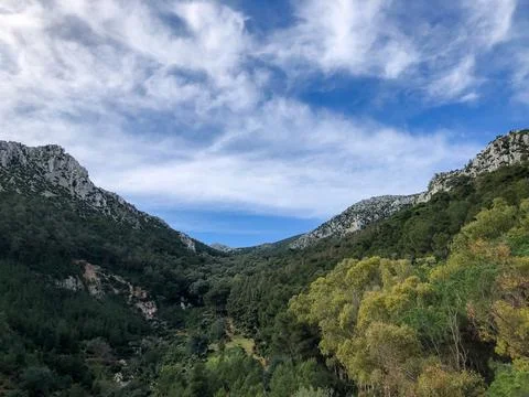 View of the forest landscape Stock Photos