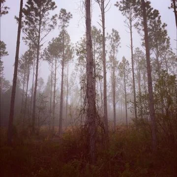 View of forest in mist Stock Photos