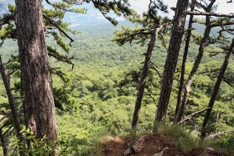 View of the forest from the mountain. Photos