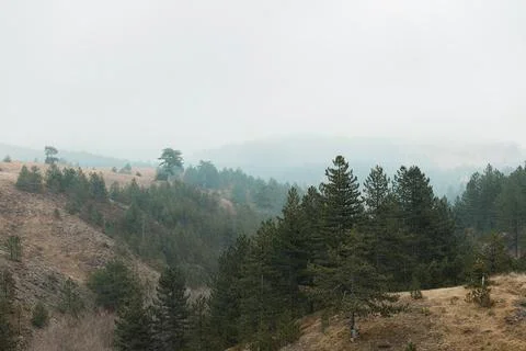 View of the forest on the mountain side Stock Photos