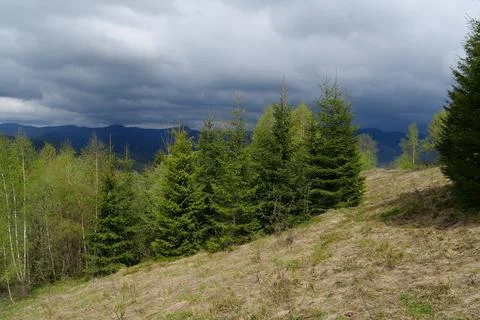 View of forest in mountains Stock-Fotos