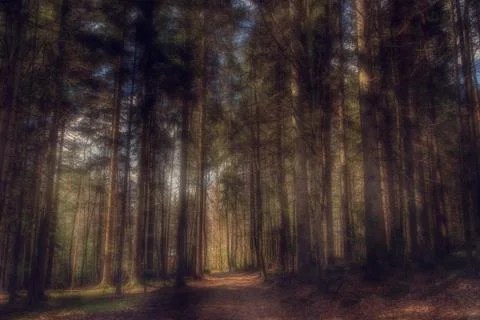 View of the forest with mystical light Foto stock