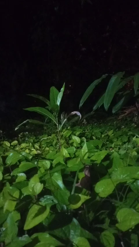 The view in the forest at night is quiet Stock Footage 278463313