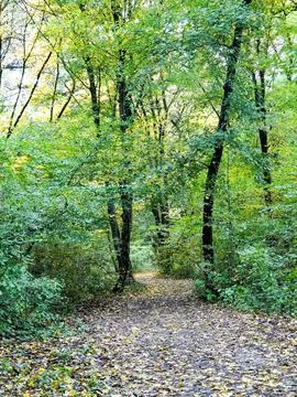 View from the forest in october, in Romania 写真素材