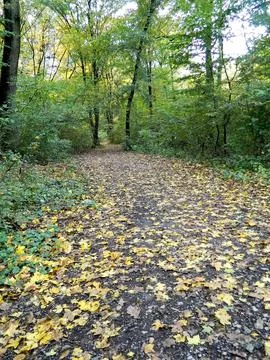 View from the forest in october, in Romania Photos