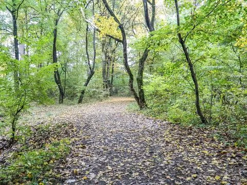 View from the forest in october, in Romania Fotos Stock