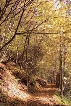 View of a forest path with a beautiful autumn forest Stock Photos