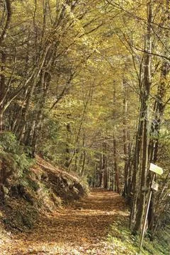 View of a forest path with a beautiful autumn forest Stock Photos