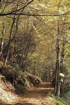 View of a forest path with a beautiful autumn forest Stock Photos