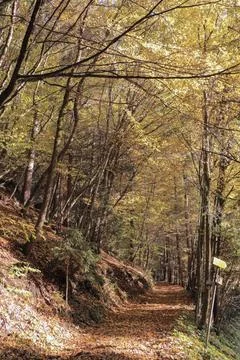 View of a forest path with a beautiful autumn forest Foto stock