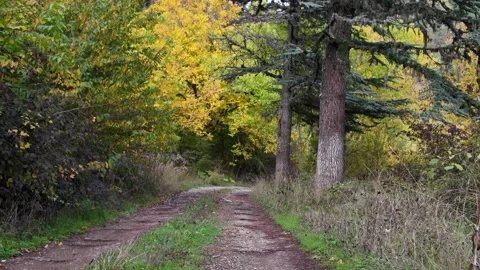 The view of the forest path Stock Footage 325854432