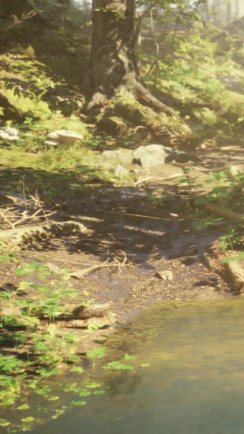 View of a forest path next to a clear water stream on a sunny day Stock Footage 342348338