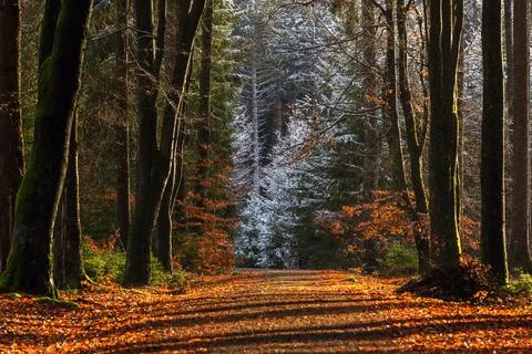 View of the forest path with orange leaves Stock Photos