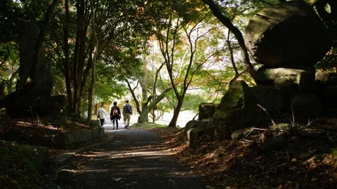 View to forest with pathway under falling autumn nature with sunlight shini.. Stock-Footage 252587241