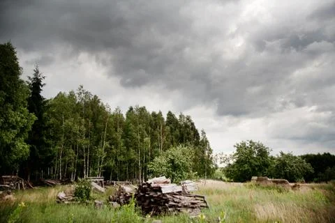 View of forest Stock Photos