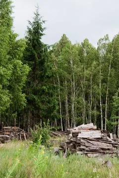 View of forest Stock Photos