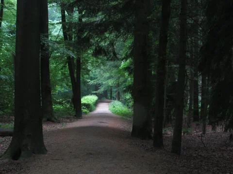 View in forest Stock Photos