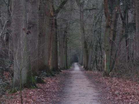 View in forest 스톡 사진