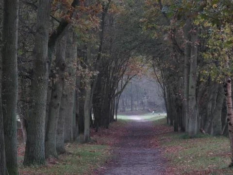 View in forest 스톡 사진