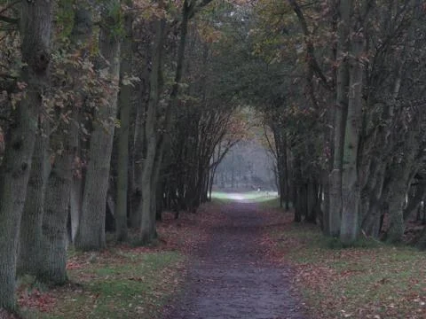 View in forest 스톡 사진