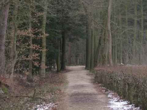 View in the forest 스톡 사진