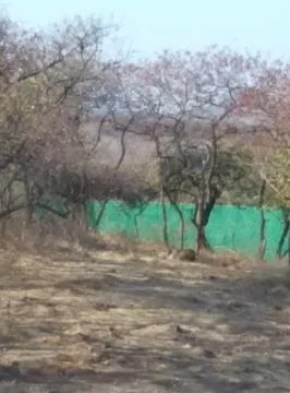 A view of the forest Foto stock