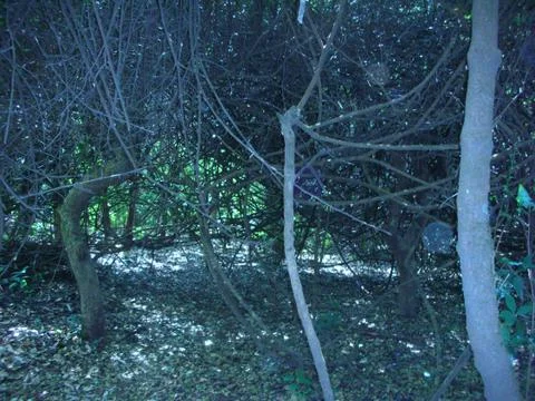 A view of the forest Foto stock