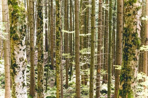 View into the forest Stock Photos