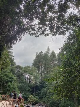 A view of Forest Stock Photos